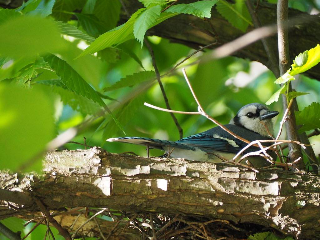 blue jay nest by nevermindtheend is licensed under CC BY-NC-ND 2.0